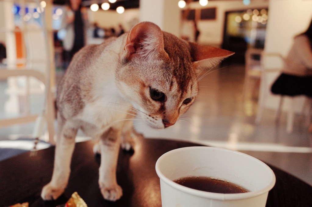 猫カフェを開業するには｜資格や届出、資金調達方法を紹介